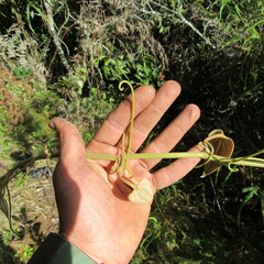 Smilax tomentosa