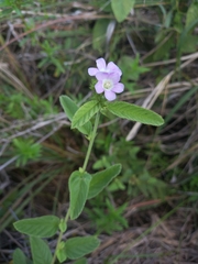 Melochia spicata
