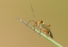 Rhabdomiris striatellus