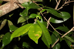 Baloghia inophylla
