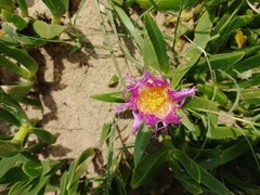 Carpobrotus