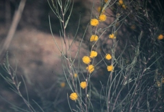 Acacia extensa