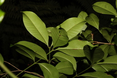 Baloghia inophylla