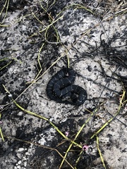 Nerodia fasciata pictiventris