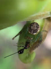 Diaea ambara