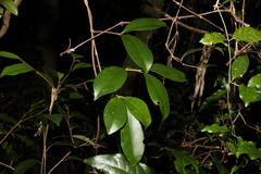 Baloghia inophylla