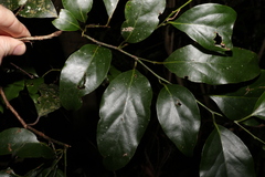 Cryptocarya erythroxylon