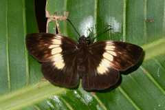Potamanaxas paralus