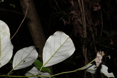 Cryptocarya erythroxylon