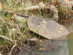 Apalone spinifera pallida