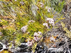 Serruria rubricaulis