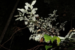 Cryptocarya erythroxylon