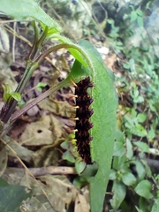 Siproeta epaphus epaphus