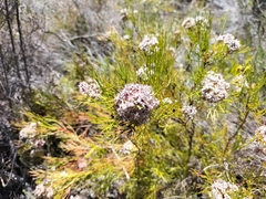 Serruria rubricaulis