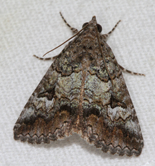 Eubolina impartialis