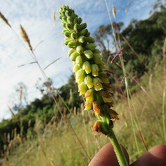 Gomphichis