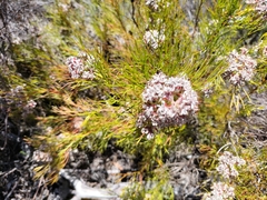 Serruria rubricaulis