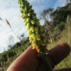 Gomphichis