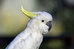 Sulphur-crested Cockatoo - Photo (c) Peter and Shelly, some rights reserved (CC BY-NC), uploaded by Peter and Shelly