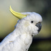 Sulphur-crested Cockatoo - Photo (c) Peter and Shelly, some rights reserved (CC BY-NC), uploaded by Peter and Shelly