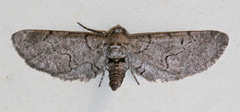 Exelis ophiurus