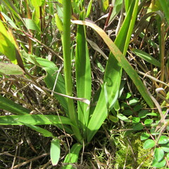 Gomphichis