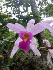 Laelia anceps
