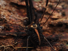 Forsteropsalis pureora