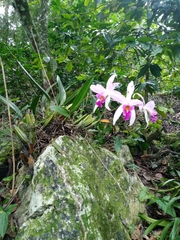 Laelia anceps
