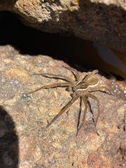 Dolomedes instabilis