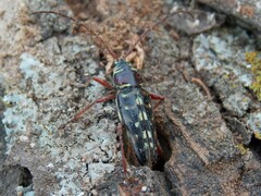 Placosternus difficilis
