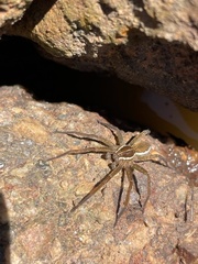 Dolomedes instabilis