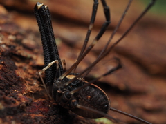 Forsteropsalis pureora