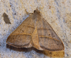 Hemeroplanis parallela