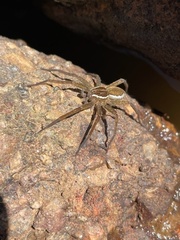 Dolomedes instabilis