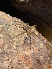 Dolomedes instabilis