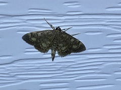 Anania tertialis