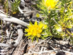 Aspalathus aspalathoides