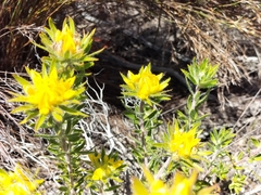 Aspalathus aspalathoides