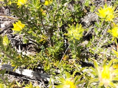 Aspalathus aspalathoides