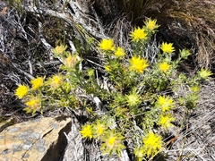 Aspalathus aspalathoides