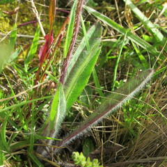 Hieracium avilae