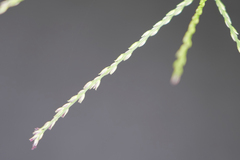 Digitaria bicornis