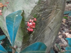 Mycena roseilignicola