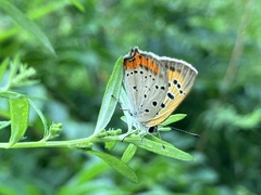 Lycaena phlaeas daimio