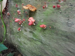Mycena roseilignicola