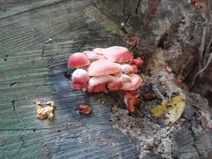 Mycena roseilignicola