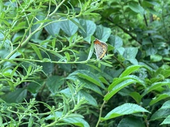 Lycaena phlaeas daimio