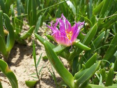 Carpobrotus
