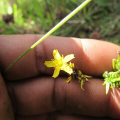 Hypericum juniperinum